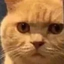 CatInstensivelyJudgingYou