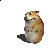 Chomik