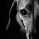 dog_stare