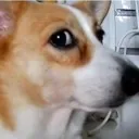 dog_side_eye