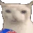 cat_popcorn
