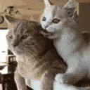 cat_bite cat_bite