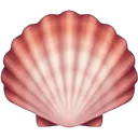 seashell