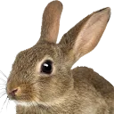 pxdbunny