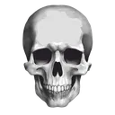 Skull Skull