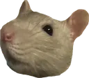 ratcurious2