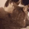 cat_bite