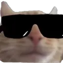 coolcatswag coolcatswag