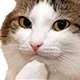 CatOhmy