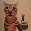 catthumbsup1 catthumbsup1