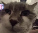 catogg2