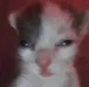 Hegnar