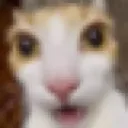 catshocked2
