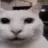 AL_lightcat AL_lightcat