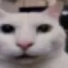 whathaveyoudone_rizzcat