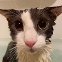 soggychungles