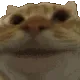 z_catYes