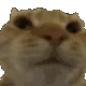 z_catNo