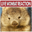 livewombatreaction Discord emoji