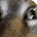 InsaneCat