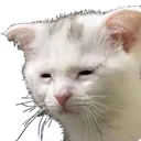 EEpyCat