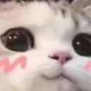 nekoblush