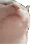 CatJAM Discord emoji