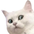 femboyturkey_catnani Discord emoji