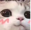 8c_catuwupersik Discord emoji
