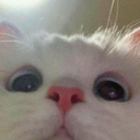 m_catuwu Discord emoji
