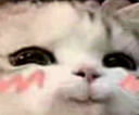 catuwu Discord emoji
