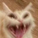 cattata Discord Emoji