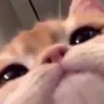 :cat_hello: cat_hello