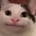 cat_skeptical