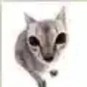mrrreow