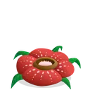 Rafflesia