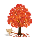 Maple
