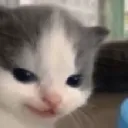f3_catsmirk f3_catsmirk