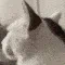 catsurprised