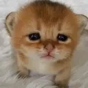 cat_sad