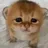 :cat_sad: cat_sad