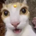 Shockedcat ShockedCat Discord Emoji
