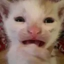 disgustedcat Discord Emoji