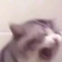 ragingcat Discord Emoji