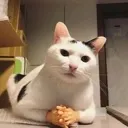 Businesscat businesscat Discord Emoji