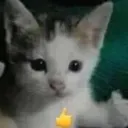 Thumbsupcat thumbsupcat Discord Emoji