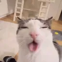 silly silly
