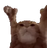 cattin cattin