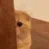 catshy