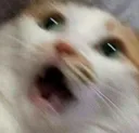 cat_no